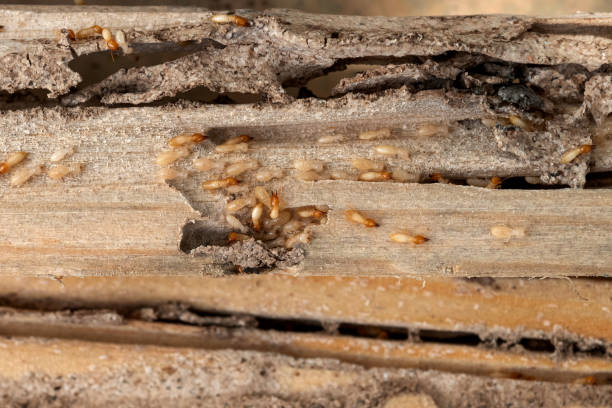 Bird Control in Freeland, MI